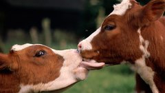Love Animals Cows french