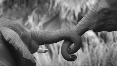Love Animals grayscale elephants