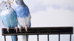 Love Birds couple funny budgerigar parakeets
