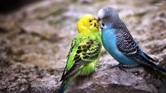 Love Birds Parrots budgerigar parakeets