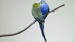 Love Birds Parrots stick kissing budgerigar parakeets