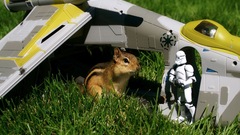 Love cute chipmunk little high these ones Resolution