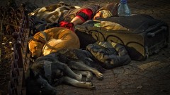 Love Dogs streets poverty documentary