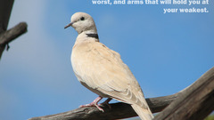 Love doves Quotes quote