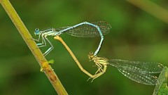 Love dragonfly Hearts