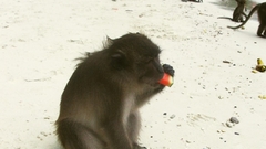 Love watermelon monkey Animals