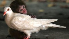 Love wildlife Pigeons monkeys