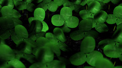 Lucky charm artwork Art