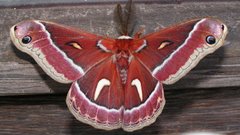 Lunarmoth red color insect