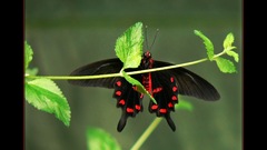 Lyneve insects insect