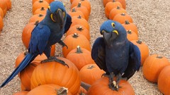 Macaw Hyacinth Macaw Birds
