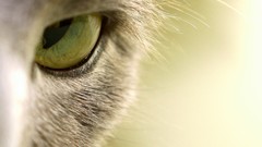 Macro Animals cat eyes