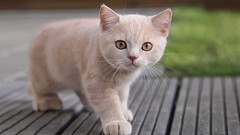 Macro Animals cats pets low resolution