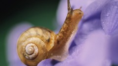 Macro Animals snails purple flowers molluscs