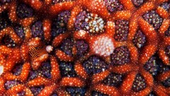 Macro Animals starfish underwater Alexander Semenov