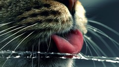 Macro Animals water cats Noses tongue whiskers american 