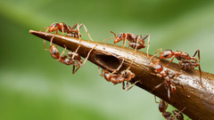 Macro ants Animals detail