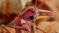 Macro ants insects hymenopthera bulldog ant