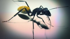 Macro ants insects hymenopthera Camponotus fulvopilosus