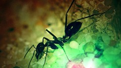 Macro ants insects hymenopthera Cataglyphis oasium