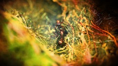 Macro ants insects hymenopthera Manica rubida