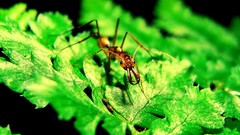 Macro ants insects hymenopthera Odontomachus hastatus