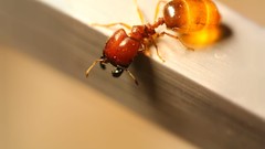 Macro ants insects hymenopthera Pheidologeton