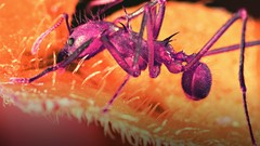 Macro ants insects Photo manipulation hymenopthera Atta 