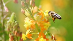 Macro bees hymenopthera