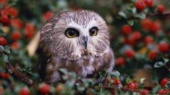 Macro Birds Berries owlet Owls