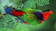 Macro black Birds beaufort