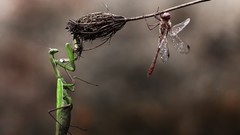 Macro branches mantis dragonfly insects Praying Mantis