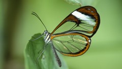 Macro Butterflies wings Glasswing Butterfly