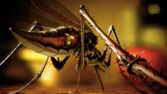 Macro close-up mosquito funny animated artwork on button