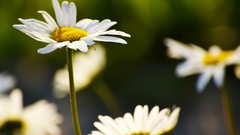Macro Daisies Flowers nature white flowers