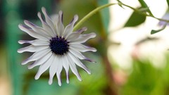 Macro Daisies Flowers spoon daisies