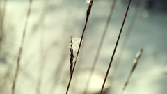 Macro depth of field