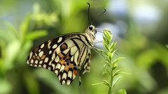 Macro depth of field