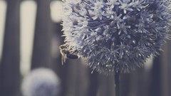 Macro Flowers allium
