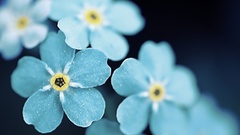 Macro Flowers blue flowers Forget-me-nots