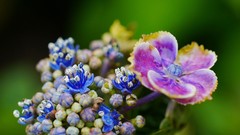 Macro Flowers buds Hydrangeas