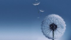 Macro Flowers dandelions galaxies SGS3