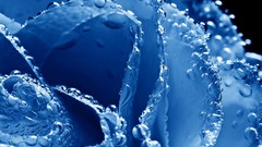 Macro Flowers dew bubbles blue rose rose petals artwork