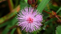 Macro Flowers Green pink flowers mimosa depth of field
