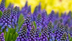 Macro Flowers hyacinths