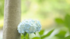 Macro Flowers hydrangea