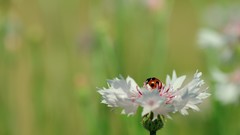Macro Flowers ladybirds lady bugs