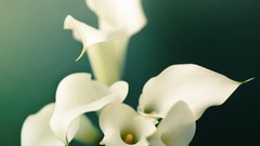 Macro Flowers leaves Textures nature flora