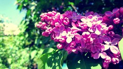 Macro Flowers lilac pink flowers