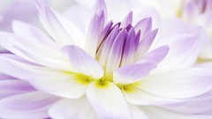 Macro Flowers melody dahlias